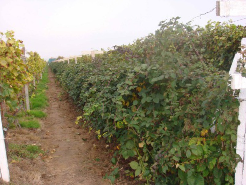 The best varieties of blackberries