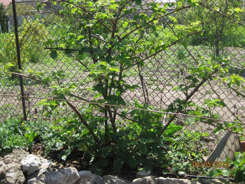 Blackberry bush in the garden