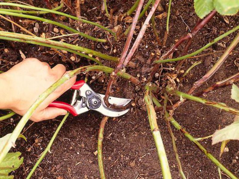 Correct pruning of the blackberry bush