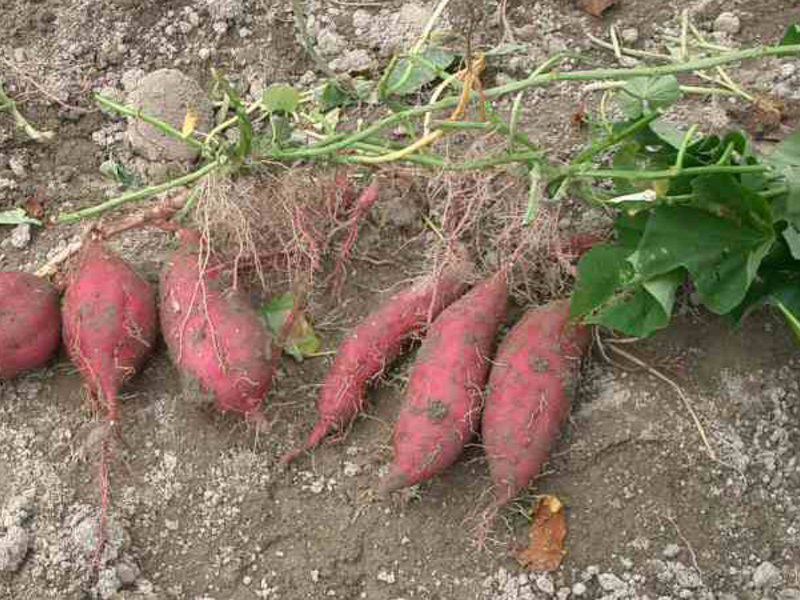 Sweet potato potatoes.