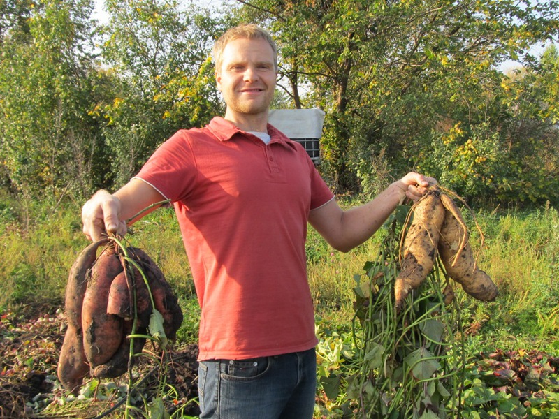 What does sweet potato look like?