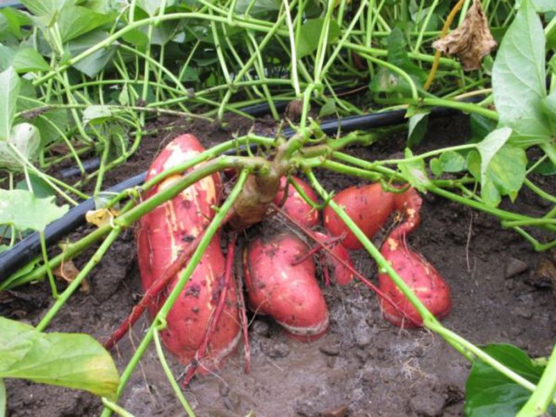 Potato sweet potato and its description