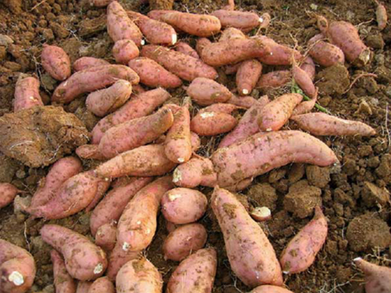 How sweet potatoes grow