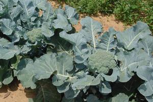 Types of broccoli cabbage