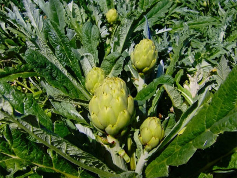 The use of artichoke in cooking