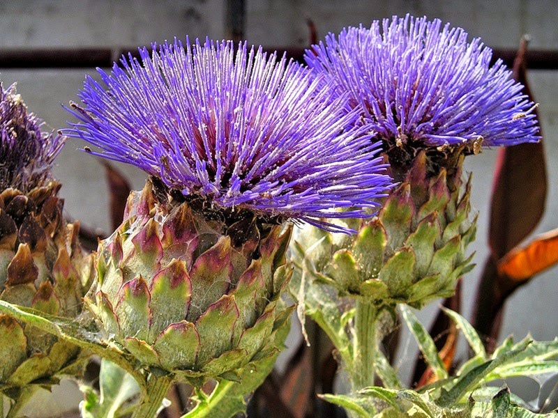 Whether an artichoke or a flower