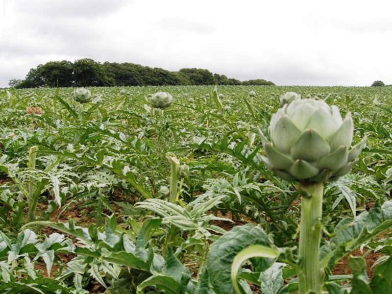 Harm from artichoke