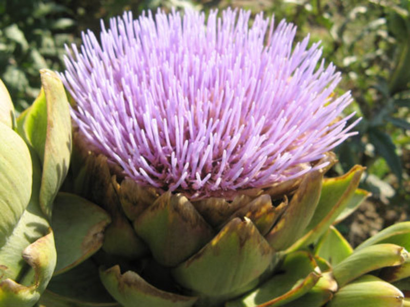 Useful properties of artichoke