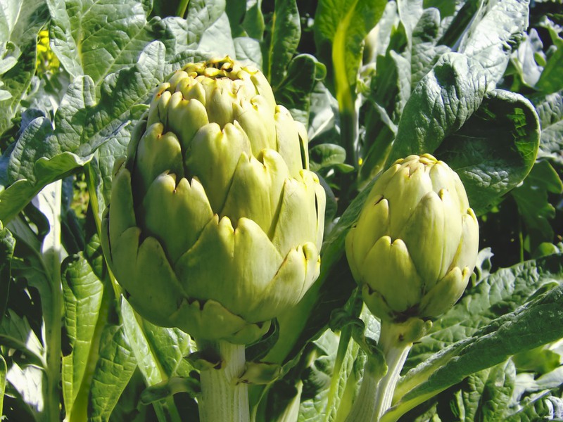 Artichoke in cooking