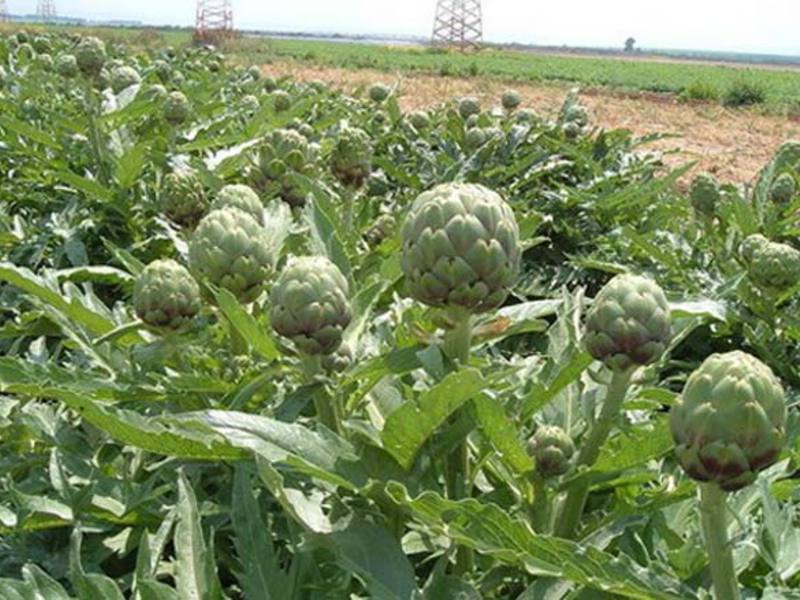 How to grow an artichoke