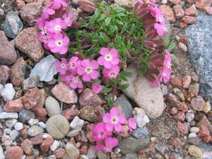 Common soapwort