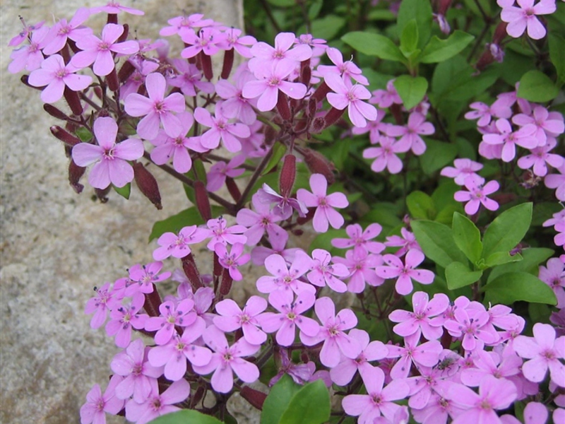 Growing a flower soap