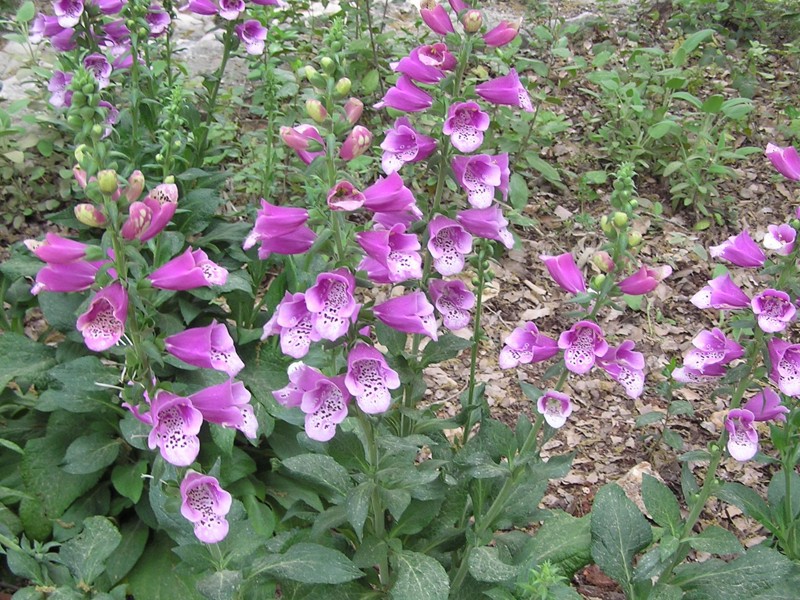 Common soapwort