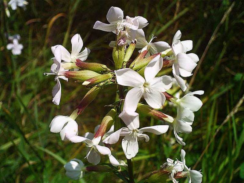 How to care for a flower soap