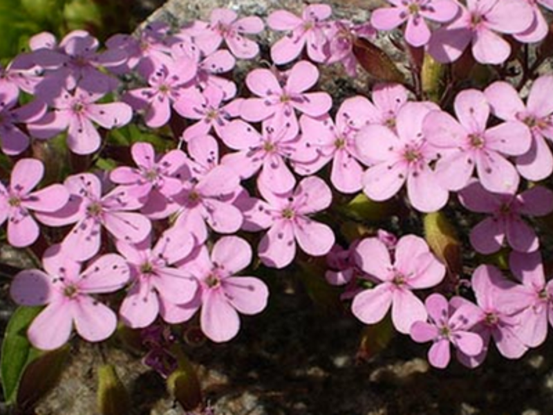 Caring for the soap flower