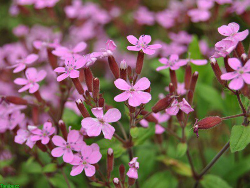 What does a soap flower look like?