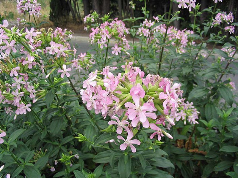 Blooming soap flower