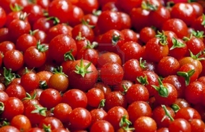 Cherry tomato varieties