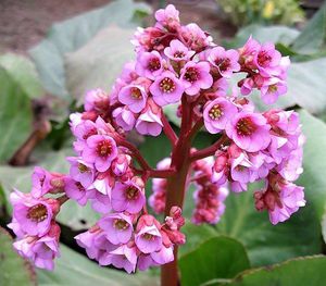 Medicinal plants in the garden