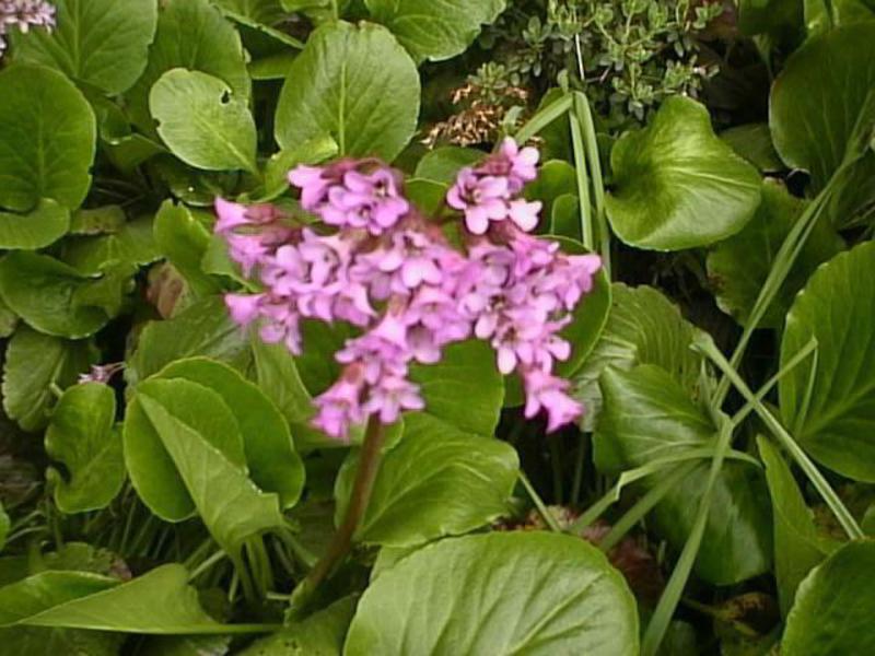 Flowers for shady areas