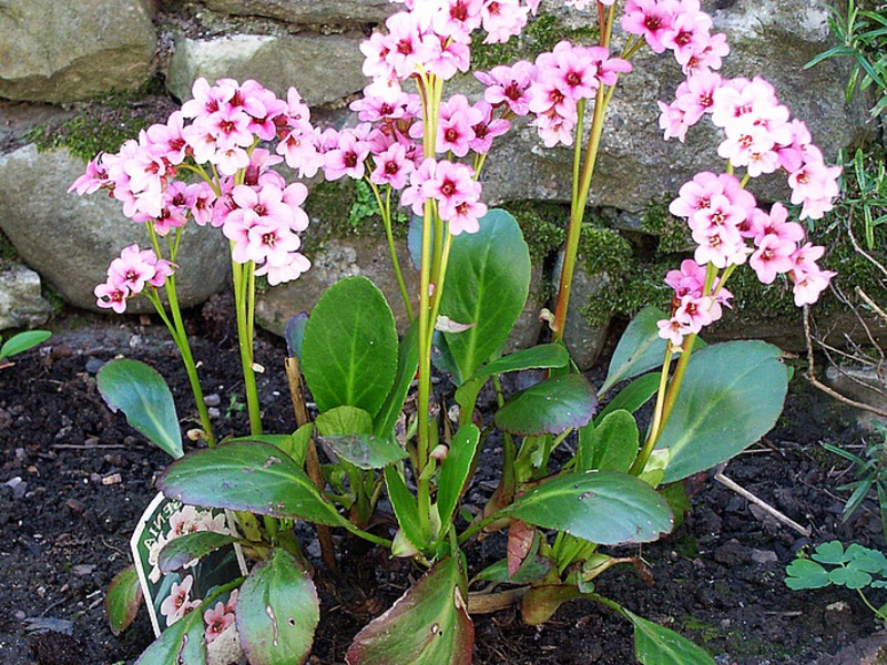 Medicinal plants in the garden