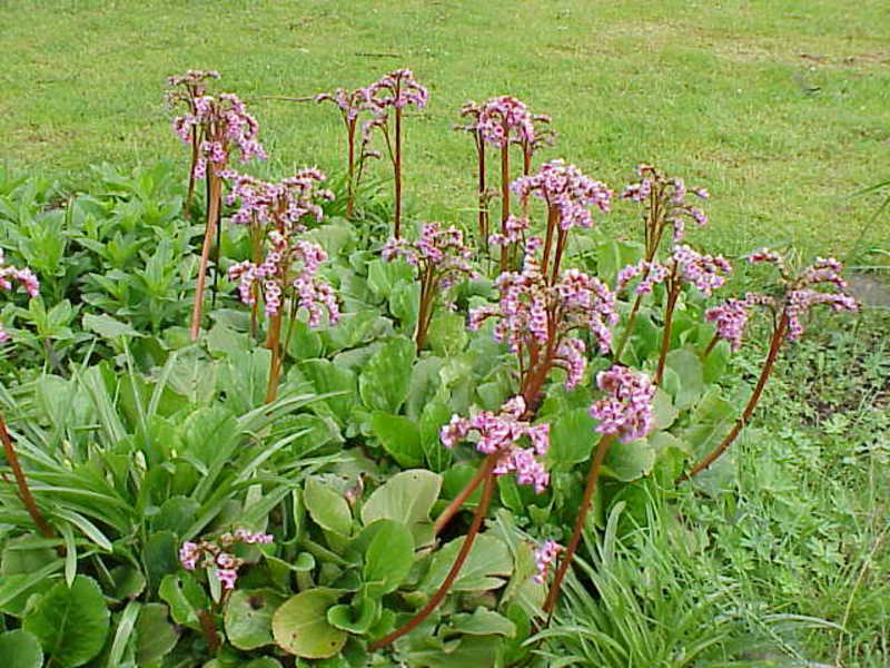 Types of flower badan