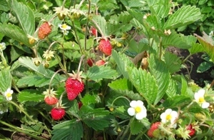 Strawberry growing instructions