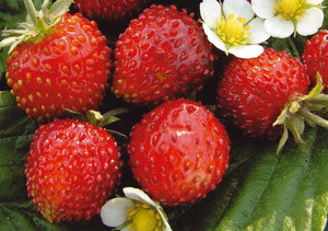 Alexandrine strawberry variety