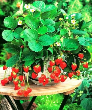 How to grow alexandrin strawberries