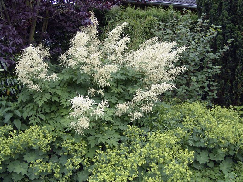 Volzhanka flowers