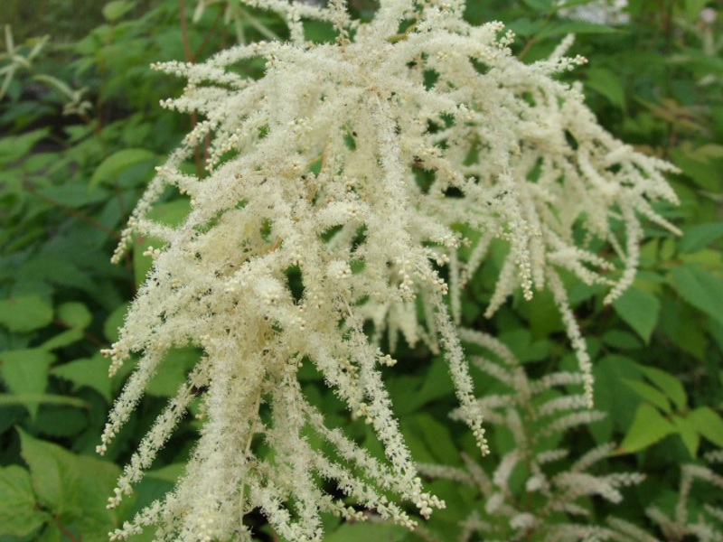 Varieties of the Volzhanka plant