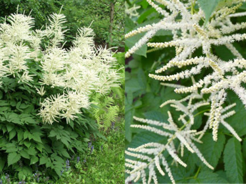 Volzhanka flowering period