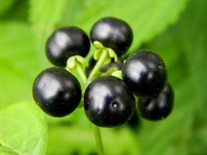 Growing sunberry berries