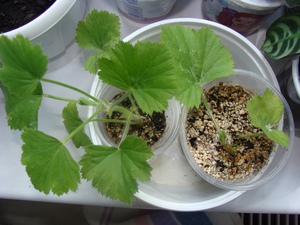 How to transplant geranium