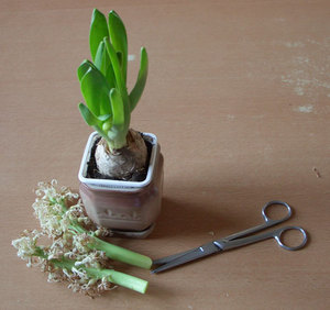 Hyacinth care after flowering.