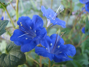 Description of phacelia california bell