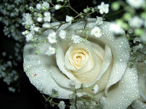 How to give white roses correctly