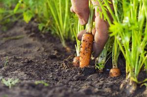 Sowing carrots