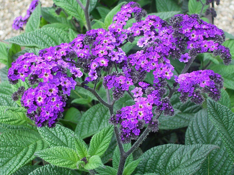 Description of heliotrope variety Sea Breeze