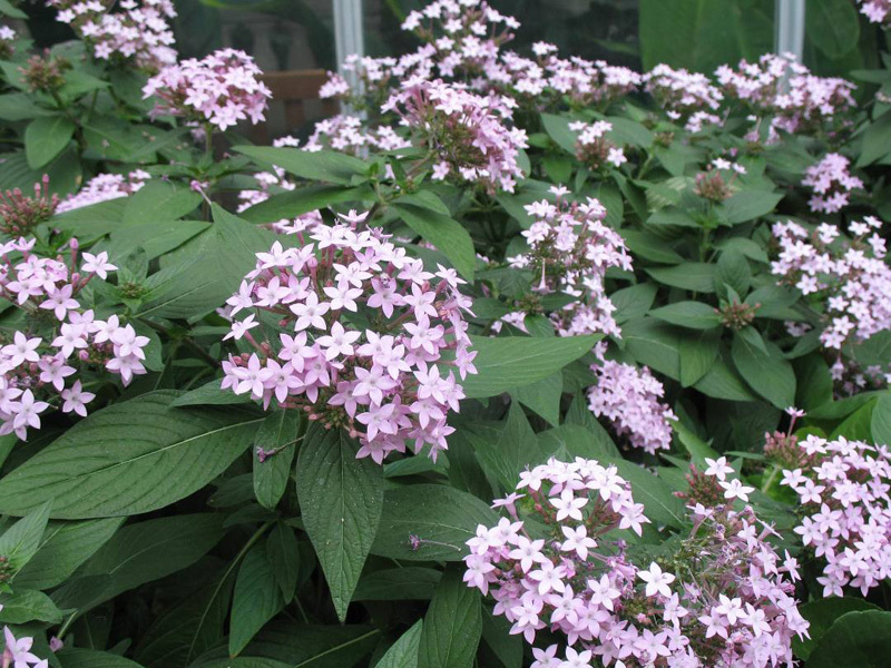 Features heliotrope varieties White Lady