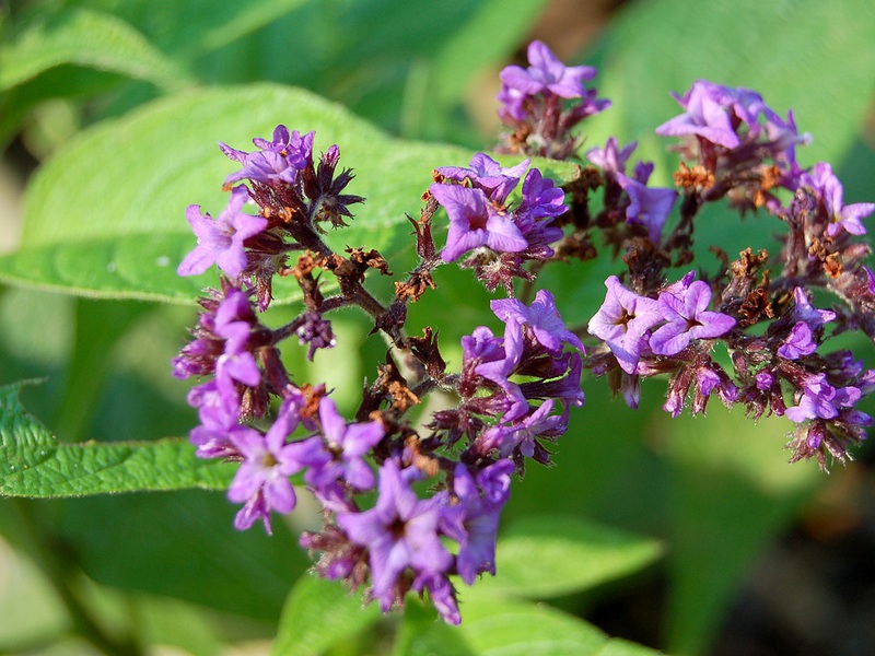 Color properties of Baby Blue heliotrope