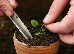 Features of the technology of growing heliotrope flowers