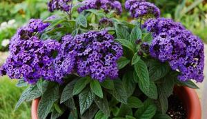 Description of the heliotrope plant