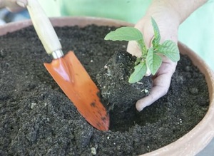 Method of growing heliotrope flowers by cuttings