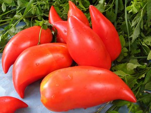 What are the best tomato varieties