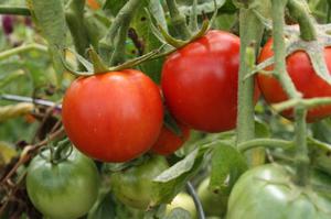 How to decide on a tomato variety