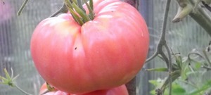 Tomatoes for canning and pickling