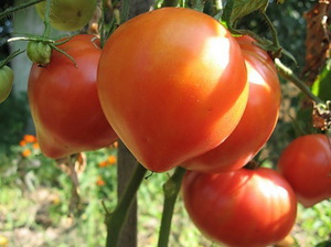 Choosing a variety of tomatoes