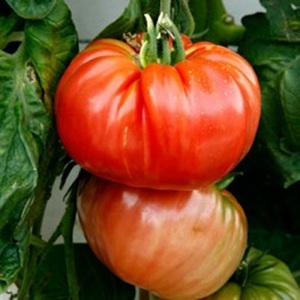 Varieties of varieties of tomatoes