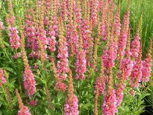 Willow loosestrife blooms from June to September